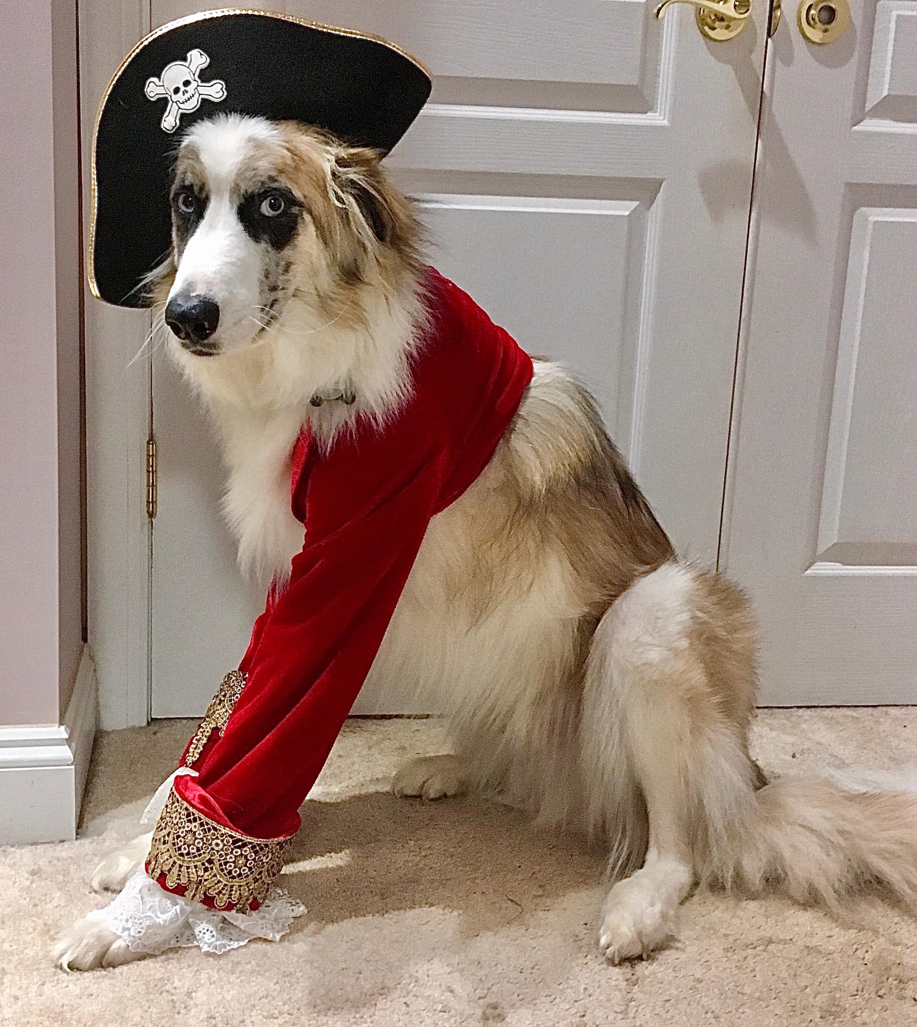 A pirate named Ziggy
