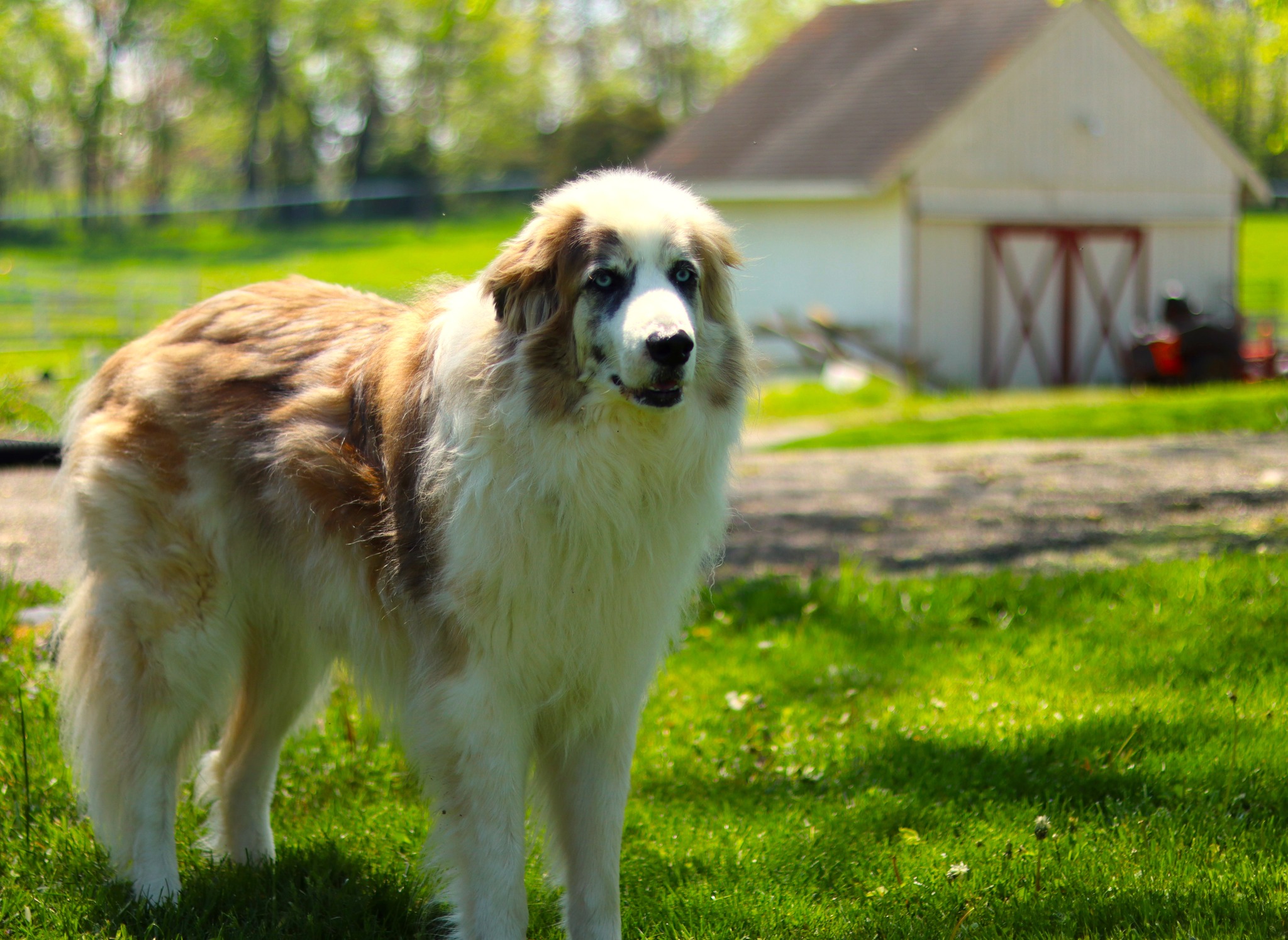Pup and Barn