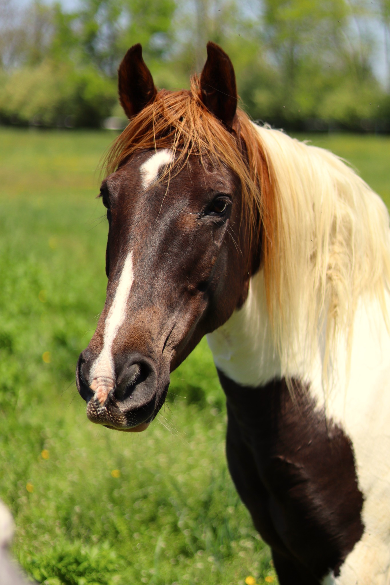 Paint Horse