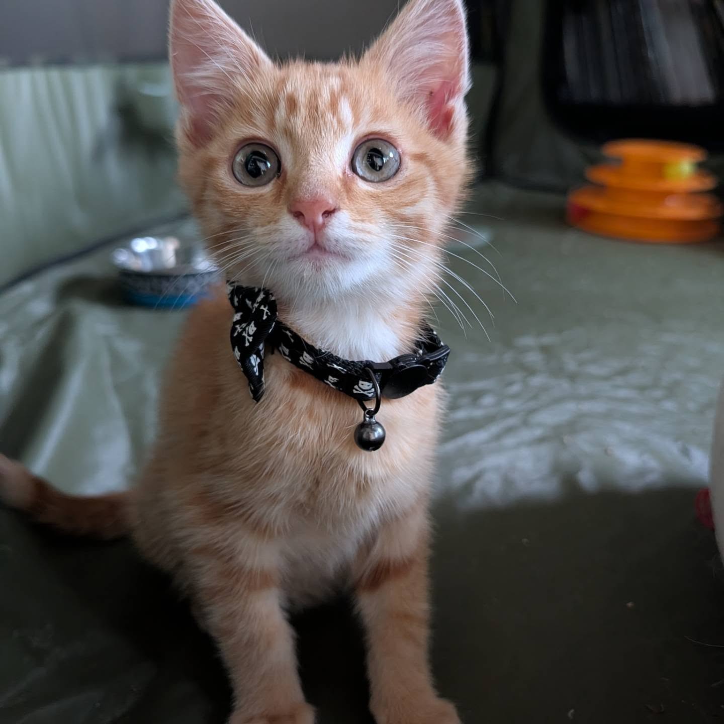 Kokido and his Bow Tie