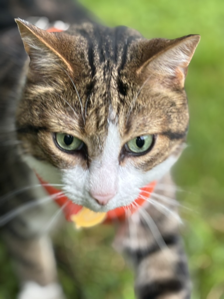 Rajahs pretty green eyes