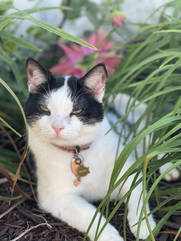 Tatsu in the garden