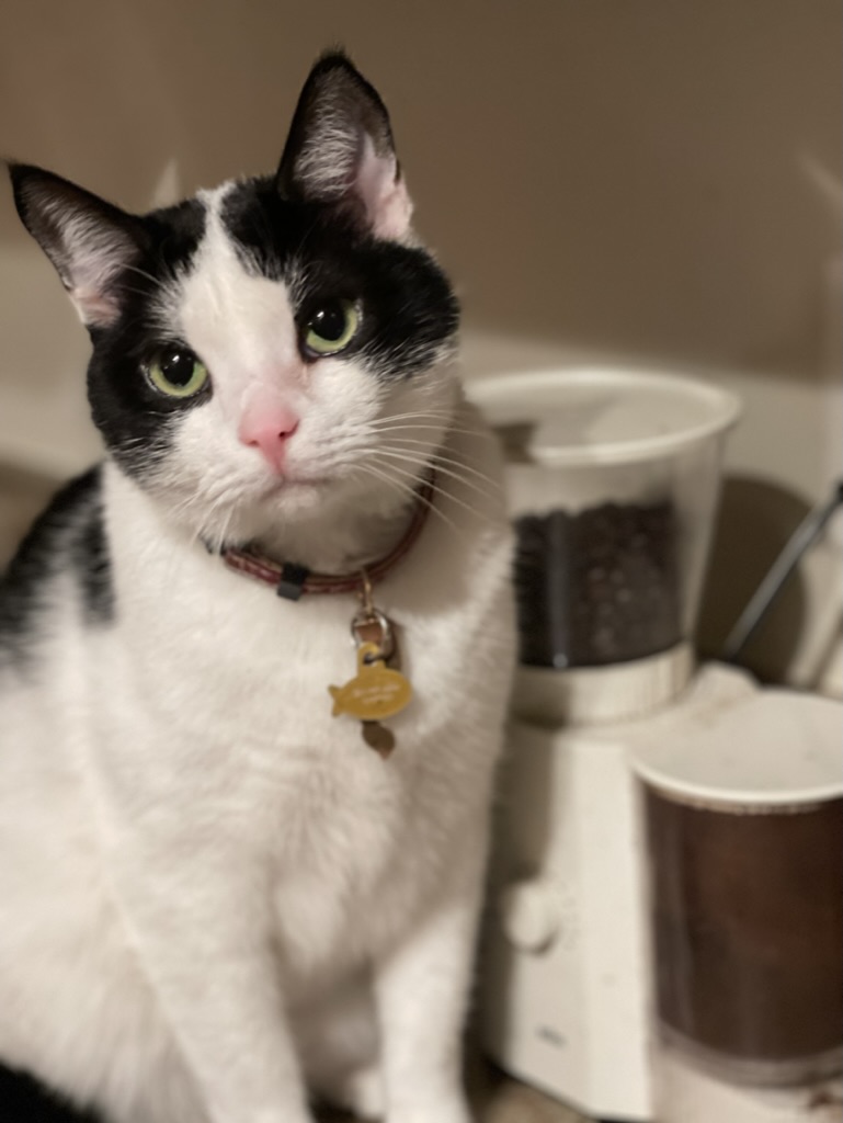 Tatsu the Cat 