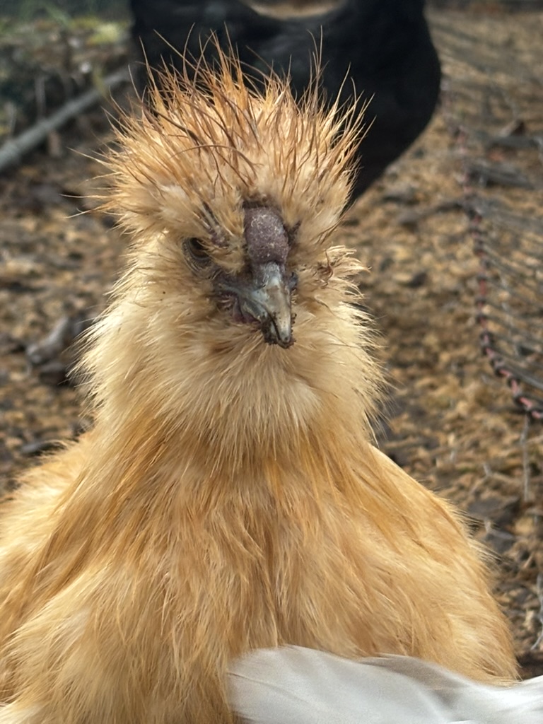 roopaul
