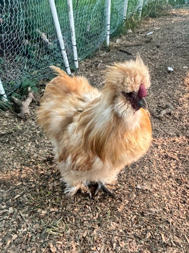 Fuzzy orange Rooster